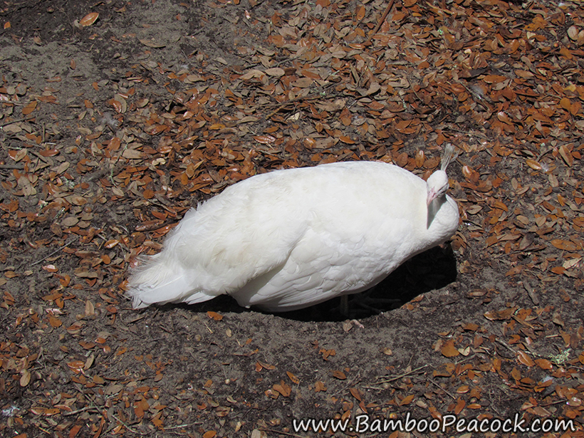 white peahen